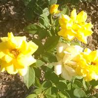 989fda3567dbe2974e4154ec10217c26c5a9aa38