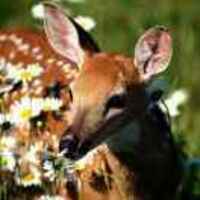 2643464b52800ecf2ad5938eaafb626a30c48070