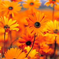 42363996e117bd21997368f12ea4b2f7754718e3