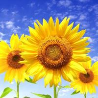 180c6630c94787ab3219c8d6abb9ad1d40e2286b