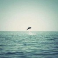 A2fbf4dca0f285c0b2a065f2dc985d1ee7febae9