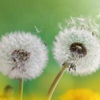 74f8e966dfeba8184baf5fd22b7a461d3ae7a250